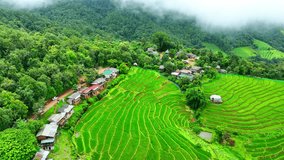 Stunning drone aerial view of rice terraces: Nature's artistry in agriculture, a harmonious blend of lush green tiers carved into hillsides. (Pa Pong Piang, Chiang Mai Province, Thailand). 4K.

