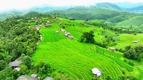 The rice terraces is a carefully crafted, hand-carved marvel, that cascade down the slopes of rolling hills and mountains. These terraces are a testament to the skill and resourcefulness of farmers.
