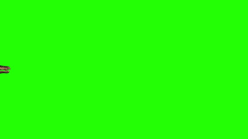 Baryonyx Dinosaur Green Screen Background Chroma Key