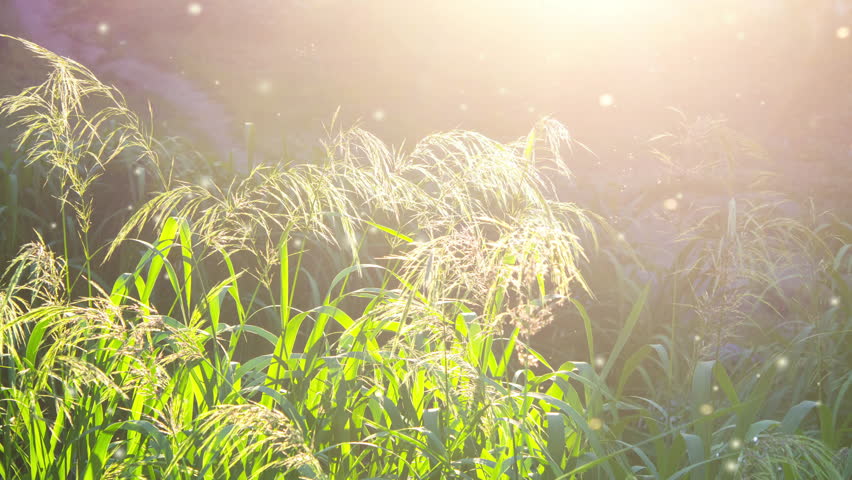 Green field grass fluffy flowering panicles with bright shining sun on sunny summer day evening. Feather grass. Lots small blurry white spots of fluff flying around. Natural background Seamless loop | Shutterstock HD Video #1109067527