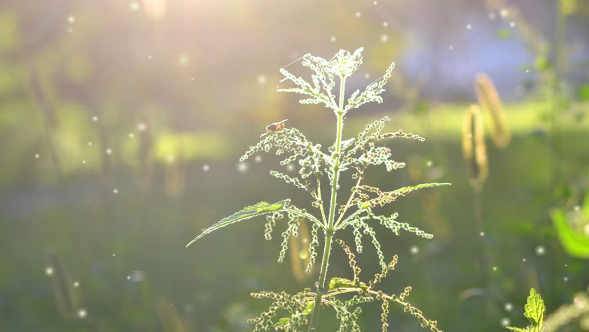 Nettle stem with flowers, seeds and bee on a green leaf brightly lit by the sun on a sunny summer day. Green field grass. Lots small blurry white spots of fluff flying around. Brightly shining sun | Shutterstock HD Video #1109067529