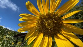 Close-up video of sunflowers among flowers under blue sky and white clouds.