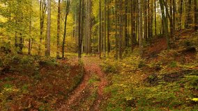Autumn season forest path with falling leaves. Drone slowly fly’s over woods road covered with leaves. - Powered by Shutterstock - Get 15% off with code: PIKWIZARD15