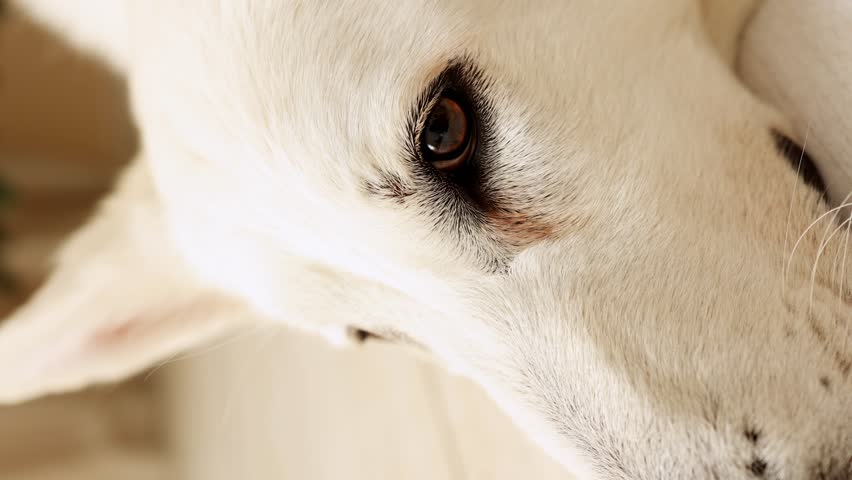 Close-up of the head of a large white shepherd dog with its muzzle on the floor. dog's eye vertical video. sad dog | Shutterstock HD Video #1109073339