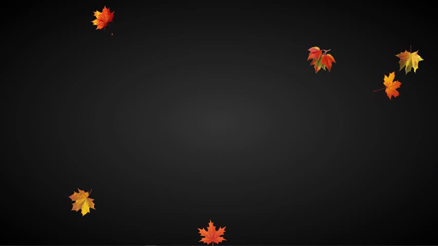 Leaf fall animation. Autumn maple leaves falling on green chroma key on black background. 4K video looped animation. | Shutterstock HD Video #1109074669