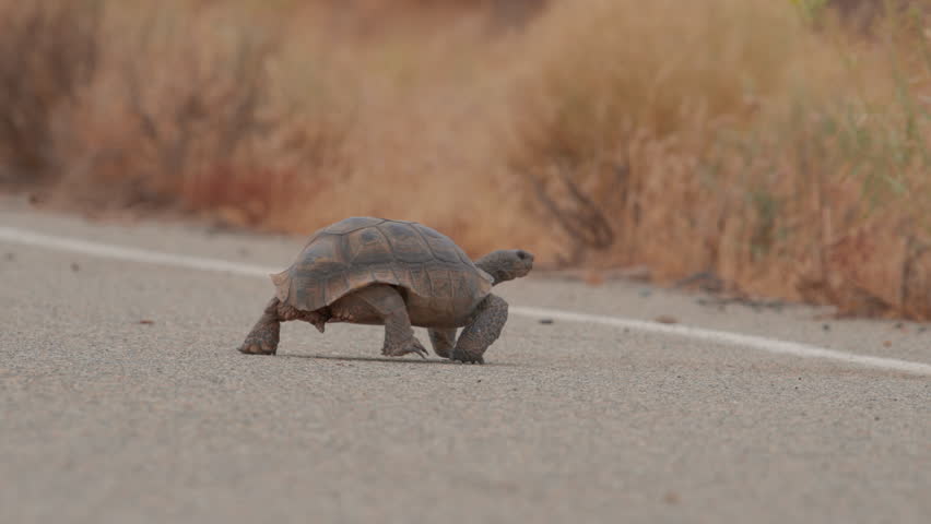 Mojave Desert tortoise crossing a road is a threatened species