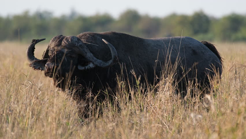 African Buffalo Feeding in Its Natural Habitat | Shutterstock HD Video #1109075795