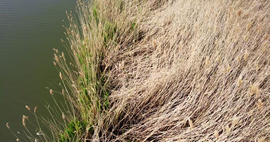 Close shot of riverside grass in summer time