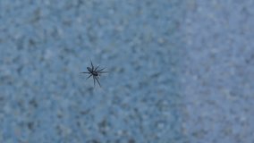 This video shows a spider running across the top of pool water and creating ripples.