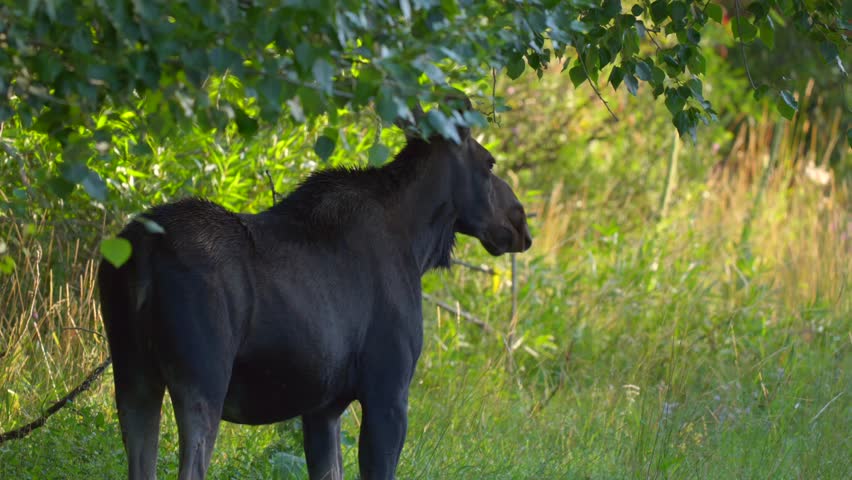 Beautiful Mom Moose eating leaves on the side of the road in Island Park, Idaho, USA