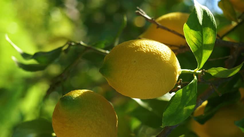 Lemon tree close up vertical video. lemon harvest, fruit orchard. local grocery store  | Shutterstock HD Video #1109079147