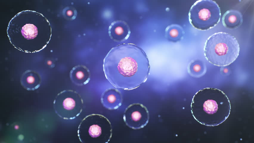 Cell division, Human cell or Embryonic stem cell microscope background.