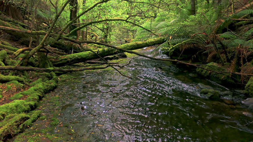 Mossy creek in Tasmania forest. Water flows through jungle Royalty-Free Stock Footage #1109081011