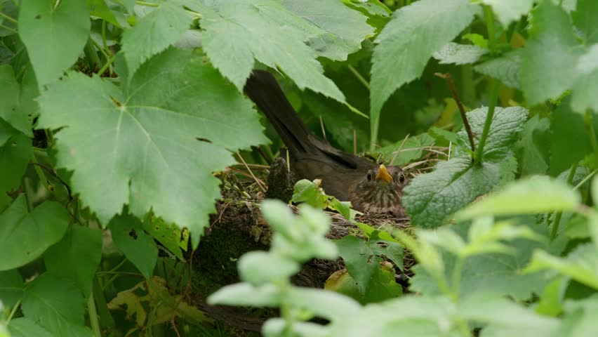 Song Thrush (Turdus philomelos) in her nest hidden in the raspberry bushes in organic garden. Royalty-Free Stock Footage #1109081831