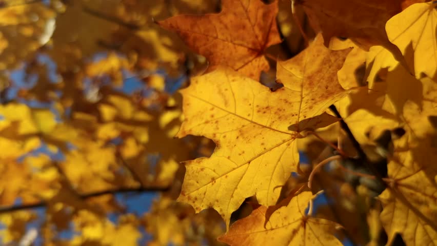 Close-up view of orange colored maple leaves on tree branch in a sunny autumn day. Abstract fall background. Soft focus. Copy space for your text. Slow motion video. Beauty in nature theme. | Shutterstock HD Video #1109082597