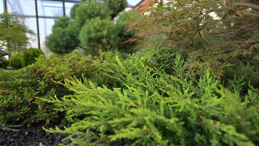 Beautiful Residential Backyard Garden with Mature Decorative Plants. Landscaping Industry.