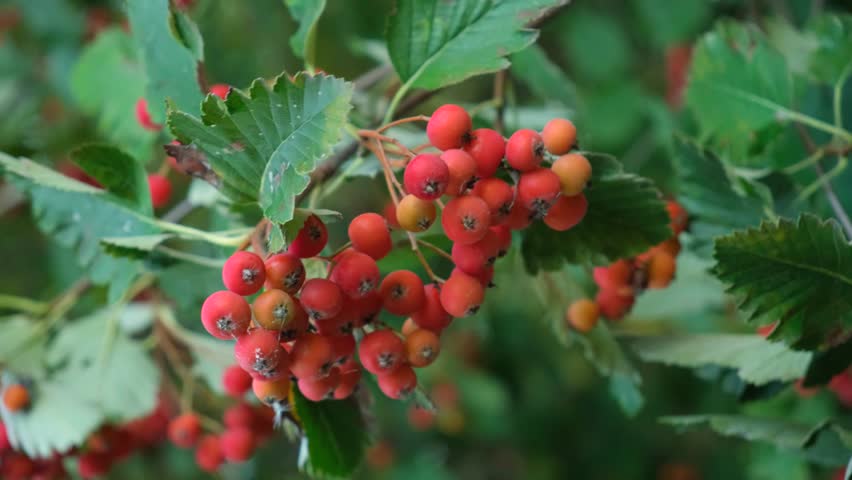 Cobwebs on rowan berries. Disease of the Scandinavian rowan tree.