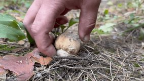 A small white mushroom in the forest. Video up close. Picking mushrooms in the fall - a white mushroom, a man's hand.