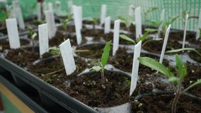 Close up of small plants and seedlings in a plant tray inside a greenhouse. 
