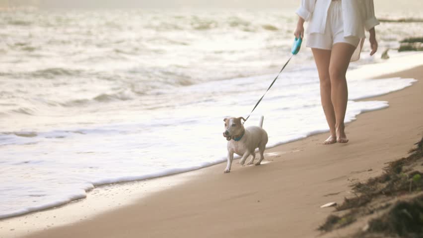 A beautiful young woman walks and plays with her Jack Russell terrier dog while walking along the ocean beach. Active lifestyle, pet care
