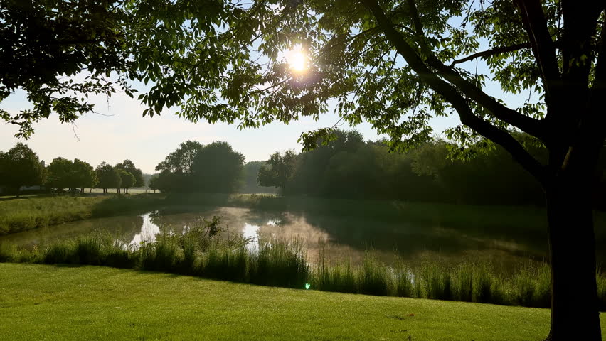 Tree and sun rays, morning on the shore of the lake. Close up 