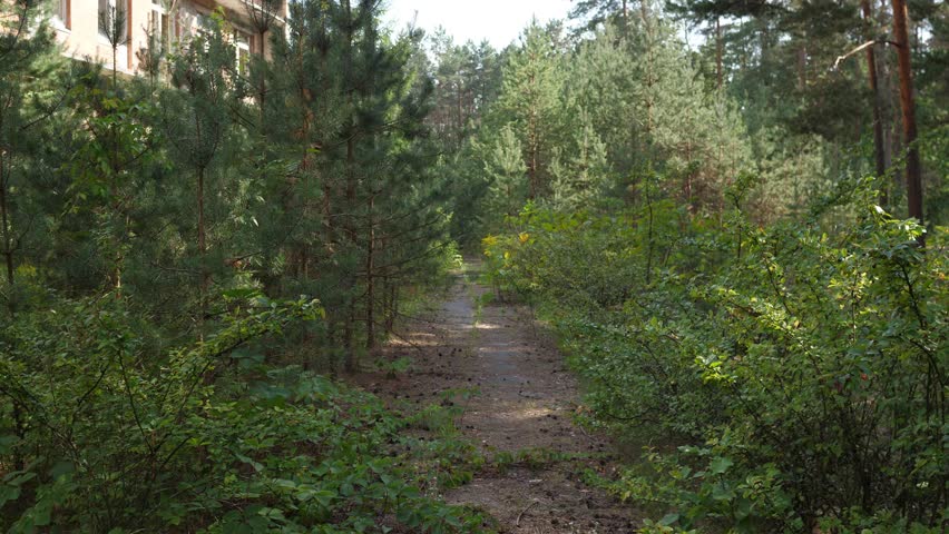 Walking along an abandoned path in a pine forest next to an abandoned building, radiation, human extinction, pandemic concept Royalty-Free Stock Footage #1109095629