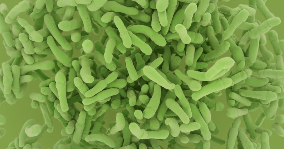 Bacillus. Bacterias flow animation. Bacillus subtilis, Bacillus anthracis, Bacillus cereus. Bacillota.