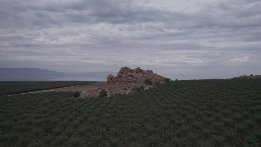 Date Palm farming near Desert Shores and Salton Sea