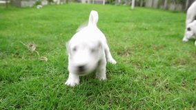 slowmotion Jack russel puppy dog running on green park in love pet concept 