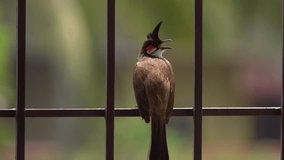 Red whiskered bulbul bird sitting on a house grill. Stock video of a Red whiskered bulbul bird   