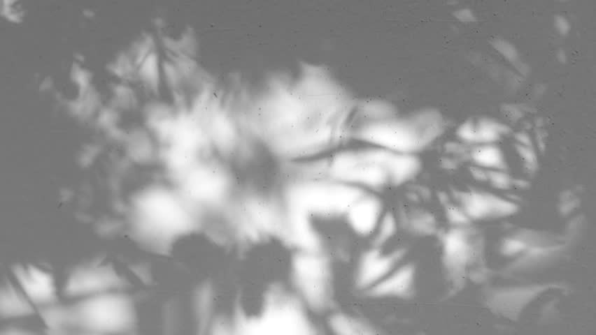 Abstract backdround of tree branch leaves silhouette shadows motion on grey wall - Powered by Shutterstock - Get 15% off with code: PIKWIZARD15