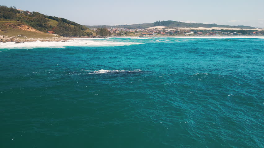 The southern right whales, Eubalaena australis. Mother and calf of the Right Whales swim near Brazilian shore near the town of Imbituba