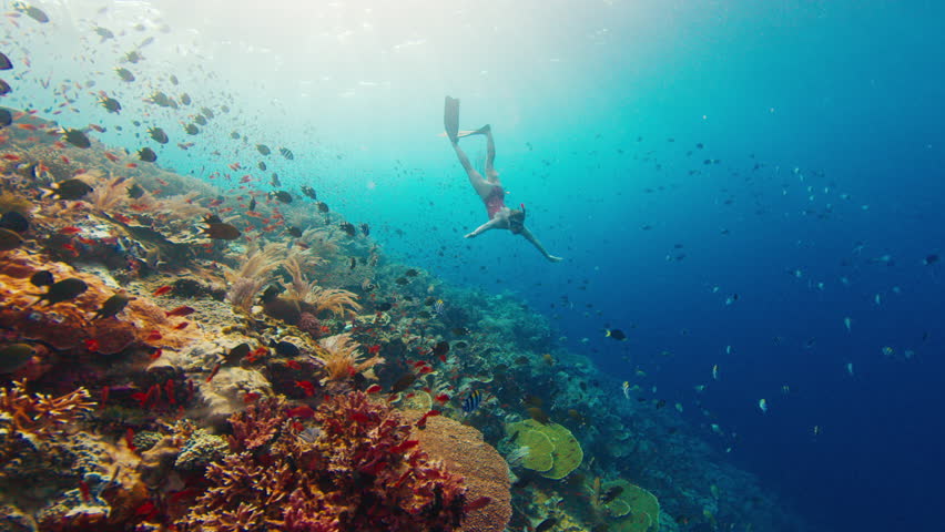 Young woman swims underwater near the vivid coral reef. Freediver glides near the vivid coral reef with healthy corals Royalty-Free Stock Footage #1109104769