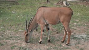 video of nilgai aka adult antelope doing activities during the day