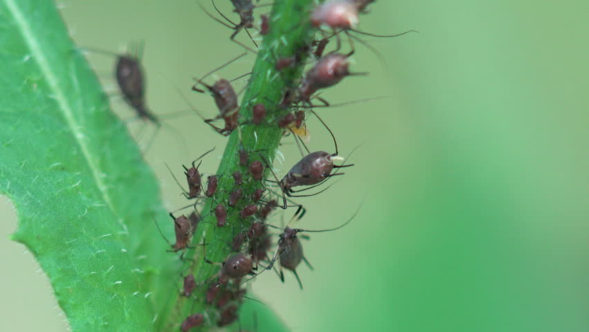 Colony of aphids neighbor sap from green stalk of grass. Staggers in summer wind, view macro insect in wildlife | Shutterstock HD Video #1109106713