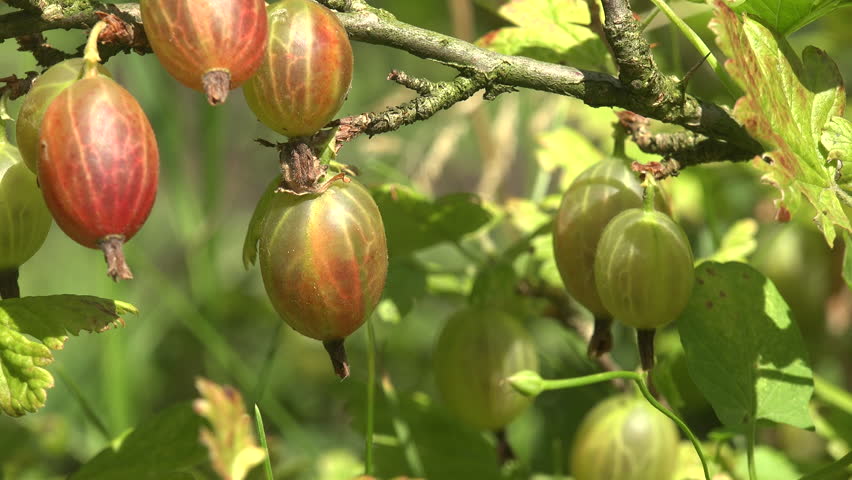 Red GooseBerry macro in wild forest, eco-friendly berry, nature beauty background, flora | Shutterstock HD Video #1109106889