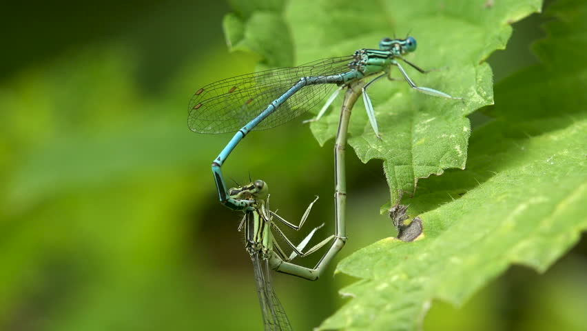 Two dragonflies (Ischnura Heterosticta) mated to continue offspring for reproduction, hanging on reeds above the water of forest river | Shutterstock HD Video #1109107819