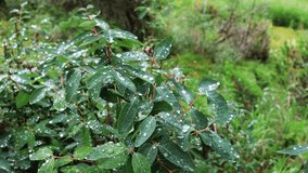 green bush in the morning dew - Powered by Shutterstock - Get 15% off with code: PIKWIZARD15