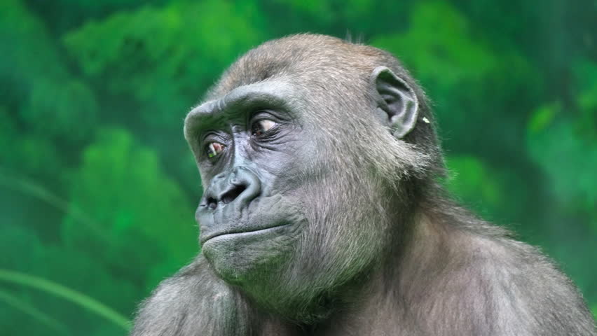 Close-up an adult gorilla looks around against the backdrop of an artificial jungle. Animal protection concept | Shutterstock HD Video #1109110305
