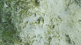 Vertical video, Bearded Ghoul, Sea Goblin or Devilfish (Inimicus didactylus) hiding in sand among green sea grass, Camera moving forwards approaching the Goblin fish, slow motion
