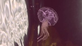 Vertical video, Jellyfish swims in shallow water under surface in Mediterranean Sea, Slow motion. Pink Jellyfish, Mauve stinger or Purple-stripped Jelly (Pelagia noctiluca)