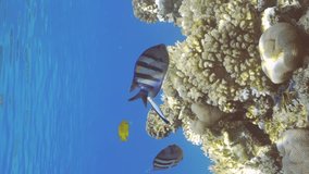 Vertical video, Sergeant fish swims over coral reef, cleaner fish is cleaning it from parasites. Indo-Pacific sergeant (Abudefduf vaigiensis) and Bluestreak cleaner wrasse (Labroides dimidiatus)