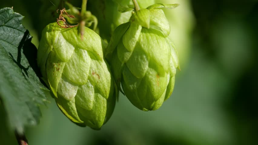 Bright sunlight accentuating the hop bush's enticing cones. | Shutterstock HD Video #1109113251