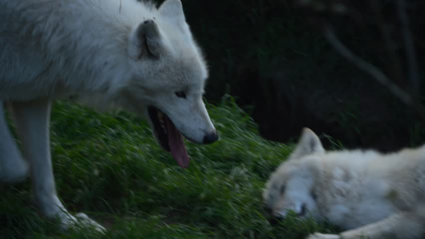 Slow-motion: Polar wolf head close-up while running. | Shutterstock HD Video #1109113261