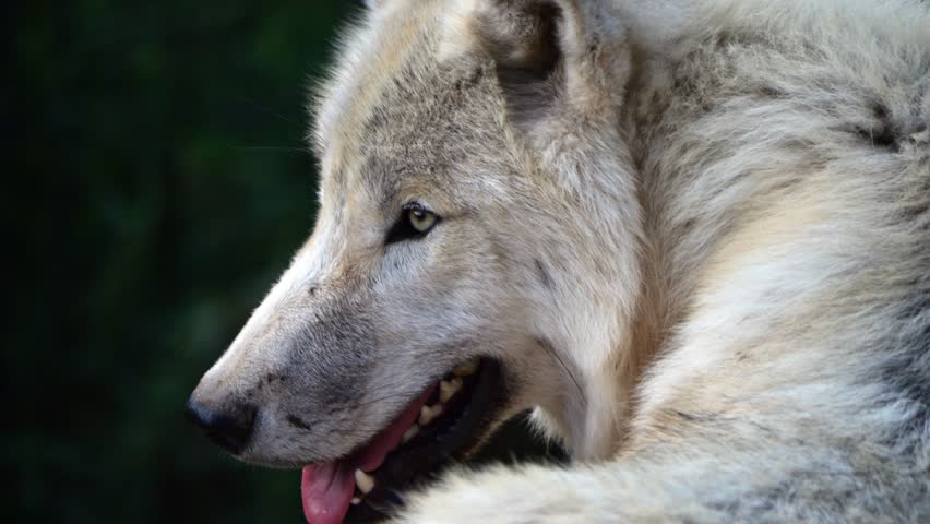 White polar wolf in slow-motion, alertly looking around. | Shutterstock HD Video #1109113263