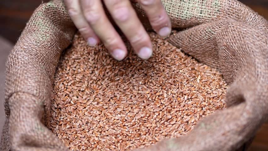 Slowly, wheat grains tumble from farmer's hands to a jute sack, symbolizing successful harvest. | Shutterstock HD Video #1109113277