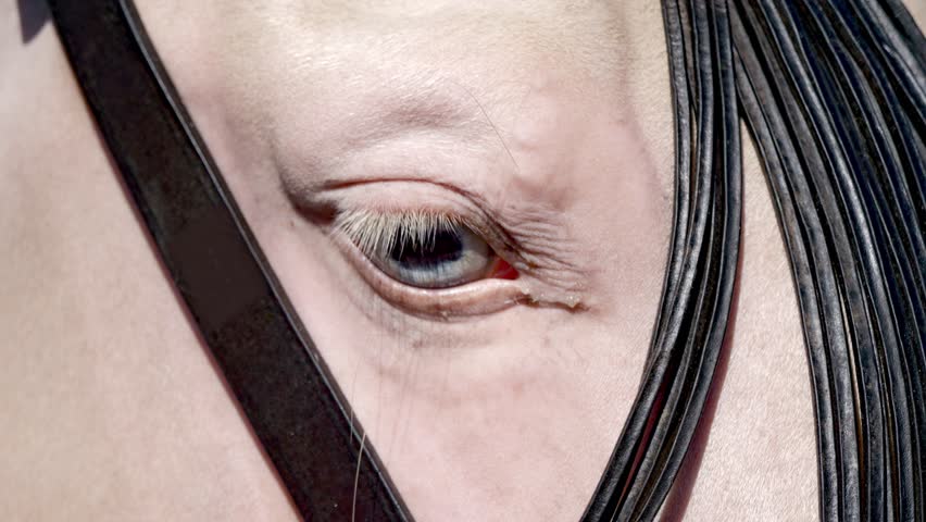 Detailed horse eye close-up, bridle in place, sharp muzzle shadows, sunlit day.