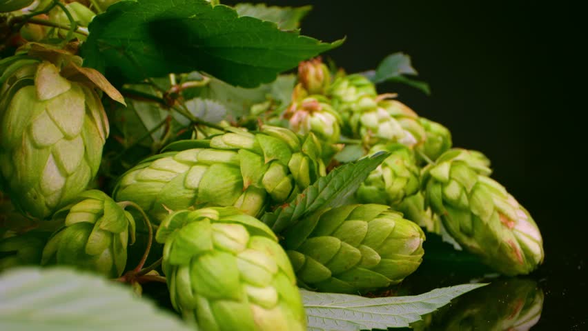 Macro footage of hop cones; texture highlighted by studio lighting. | Shutterstock HD Video #1109113525
