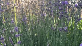 Lavender flower in lavender bushes in the garden. In the evening at golden sunset light. For video presentation, advertising.