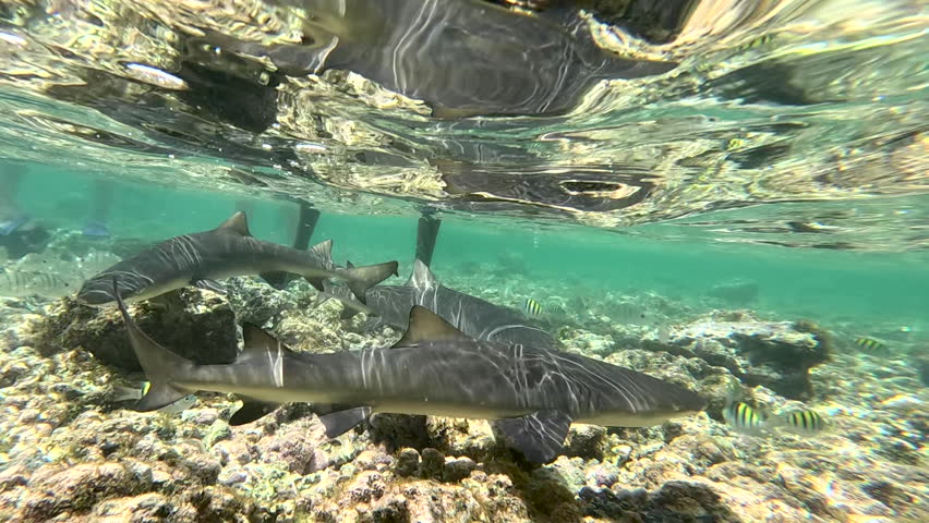 Close-up of baby lemon sharks swimming in shallow waters, one of the tourist attraction on Sal island, Cape Verde, underwater footage  Royalty-Free Stock Footage #1109115895